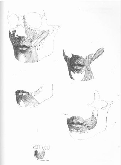 Kako nacrtati usta uz pomoć perspektive i anatomije (drugi dio)