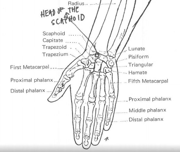 Kako nacrtati ruku uz pomoć znanja anatomije
