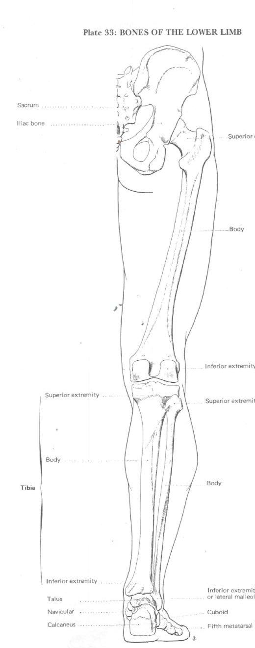 Šest zakona Sie Hoa ili kako nacrtati nogu (sedmi dio)