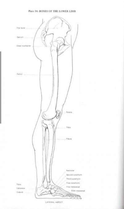 Šest zakona Sie Hoa ili kako nacrtati nogu (šesti dio)