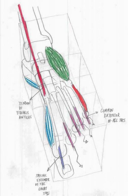 Kako nacrtati stopalo (šesti dio)