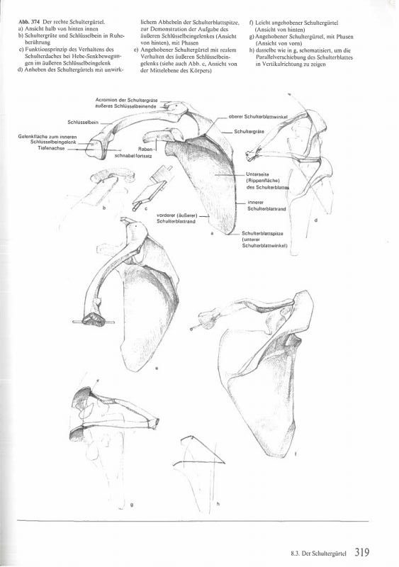 Rameni pojas- kako ga nacrtati uz pomoć anatomije (treći dio)