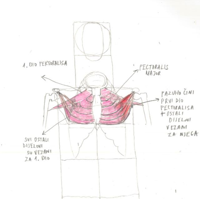 Why is the Shoulder Girdle the Most Difficult Thing to Draw on the Human Body (part five)